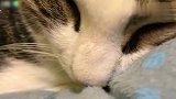 猫咪打着呼噜睡得正香，主人说吃罐头立刻睁眼舔嘴，吃货