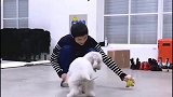 华晨宇硬核逗狗，蹲在地上抢狗的玩具太调皮