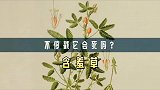 如何得到一株不要脸的含羞草？不停戳它，会不会死？