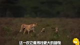 猎豹为了捕到更大的猎物，用小羚羊做诱饵，成功捕杀了大羚羊