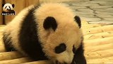熊猫宝宝匍匐前进，羞怯的小眼神儿轻轻松松圈粉一大波