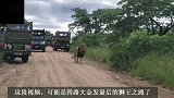 四路雄狮联盟：狮王之路终止，小暗鬃已逝，大金发独自流浪