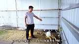 养殖了一年半鸵鸟还是有些收获了；最大的居然300多斤了