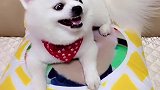 姐姐问嘟嘟喜欢老先生还是小先生看嘟嘟怎么选择的，结果搞笑了