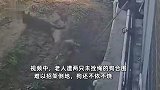 福建一老人遭两只未拴绳的狗撕咬，拼命挣扎喊救命，狗还不依不饶