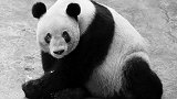 再见！全球最长寿圈养大熊猫“新星”去世