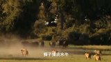 狮子攻击体型巨大的水牛，水牛遭到狮子和鳄鱼的围攻，抢食！