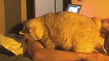 一只黏人又爱撒娇的喵星人！