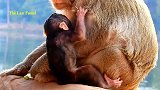 母猴塔拉为了保护她的小泰坦，被坏猴子咬伤！