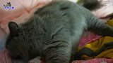 猫哥第一次和小奶猫见面，热情讨好主人还卖萌，我才是最靓的仔