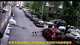 狗狗报复汽车，这做法太狠了