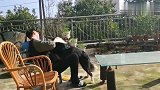 边牧和主人晒太阳，上演人狗情未了，看完不准笑
