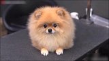 萌宠视频：可爱的博美狗狗美容过程，全程配合不闹腾，太乖了