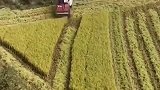 晚稻成熟收割时，收割机不用十分钟，一亩田地的收割就完工了！