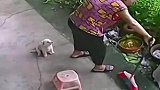 奶奶扫完地要坐下休息，两个月大的小狗给奶奶推椅子