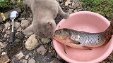 铁锅炖大鱼！给猫咪和狗狗们做一顿营养大餐