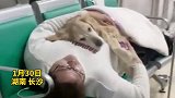 温馨！主人抱着绝育后的金毛陪它输液 网友：一定是善良温暖的人