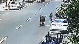 飞来横祸！疯牛出逃当街横冲直撞 顶飞路边无辜老人