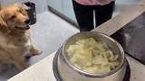 金毛顿顿吃素，主人大发慈悲给它加鸡腿，金毛开心的像个孩子