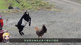 山羊藐视狗狗，反倒被狗狗一声恐吓住，看完忍住别笑