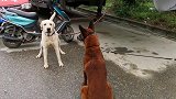 农村狗集温顺拉布拉多另类，挑战强悍枣红色马犬，能战胜吗