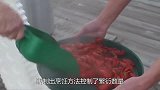 印度要哭了，当地一物种泛滥请求中国吃货的援助，却遭强烈拒绝
