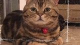 猫咪不仅仅是动物，是人们对于亲人的情感