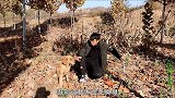 金毛在野外发现个山洞，洞里长着些奇怪的蘑菇，小伙说从来没见过