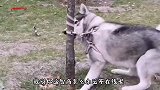 我给你点面子 你真以为我傻呢 你看我扎不扎你就完了