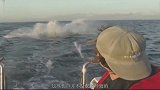 海洋霸主大白鲨头部遭重创，动物学家找到了凶手，却无可奈何