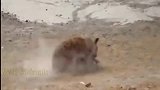 动物世界：豹vs野猪战斗