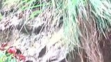 大自然的馈赠，农村人的农夫山泉，城里人羡慕去吧