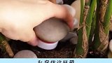 石头的奇思妙想，我真的担心石头涨价。