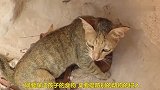 趁母亲不在，一只野鸟侵入猫窝摁住小猫，太惊险了