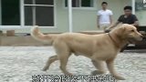 金毛嘴里每天叼石头的原因，令人心疼