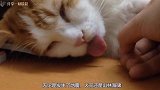 主人拉扯熟睡的猫咪，猫咪的反应，够我笑一年了！