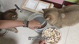 胖猫做选择，猫粮和冻干哪个才是最爱？白猫：有罐头吗？