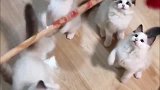 出去喂了野猫，回家后被俩布偶猫按着闻
