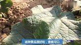黄瓜有很多种，这样的黄瓜好吃吗？