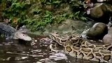 鳄鱼挑衅蟒蛇，被愤怒的蟒蛇一招制服