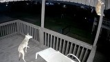 美国：一只猫在居民家门口与郊狼打架，最终爬上栏杆成功躲避袭击