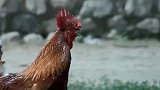 罗圈腿太君真是饥不择食，小鸡看到都得逃