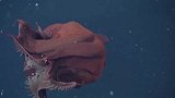 3000米海底发现史前怪兽 深海幽灵吸血鬼乌贼