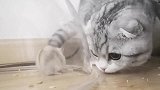 对于这只猫来说，仓鼠是一种神奇的动物