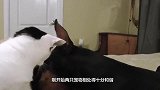 猫咪正在吃猫粮，海鸥作死抢猫粮，下一秒请憋住别笑