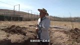 狼叔为狼挖洞，狼群也来帮忙，是否刷新你对狼有新的认识？