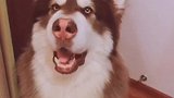 给大家介绍一下这个饿的癫狂耍赖皮的狗