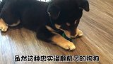 萌宠一家亲：柴犬不像狗狗的三大理由？！一分钟告诉你！
