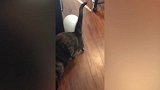 气球堆里小猫咪，看这皮皮的模样，你是要笑死我吗