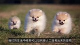 动物回交是什么，为什么要进行回交？科学家甚至可以不顾伦理道德